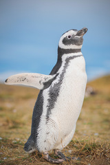 Pinguin