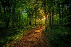 path