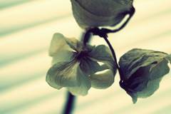 death of orchids