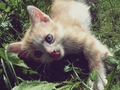 :P