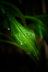 Waterdrop