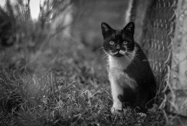 Cica b/w