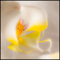 Manzelkina orchidea