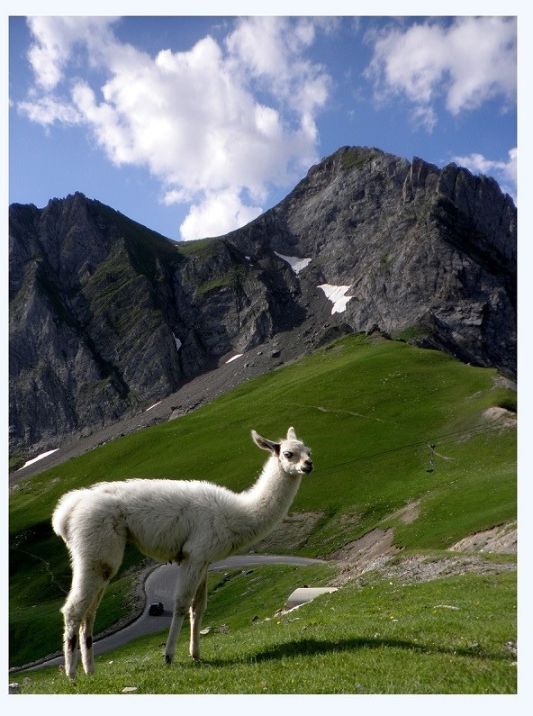 Lama