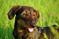 Teo