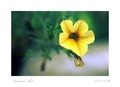 Natural Art