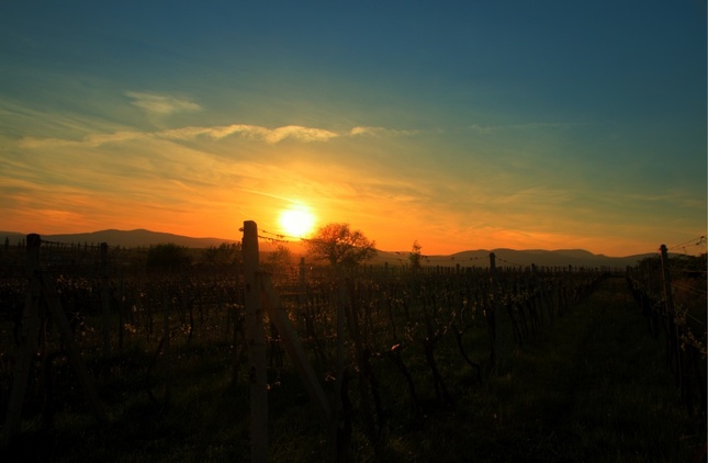 Západ slnka vo vinohradoch