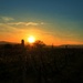 Západ slnka vo vinohradoch