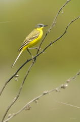 Trasochvost žltý II