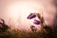 Fritillaria meleagris