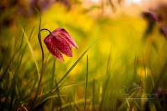 Fritillaria meleagris