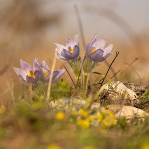 Pulsatilla Slavica