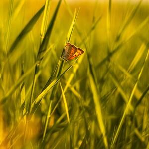 Lycaena dispar