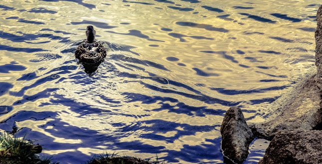 Quack away