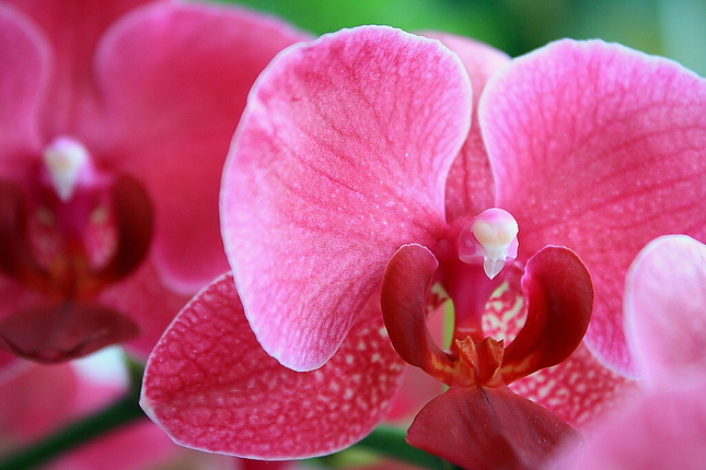 Phalaenopsis-Orchidee