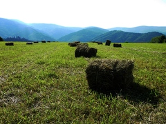 Pre kravičku
