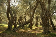 Olivový háj