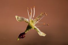 macro