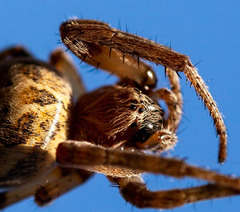 macro Križiak