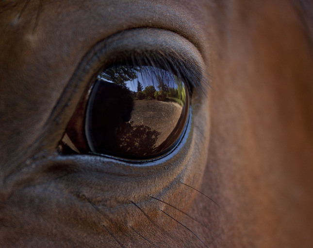 Svet v oku koňa