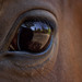 Svet v oku koňa