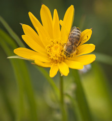 pracujúca včielka