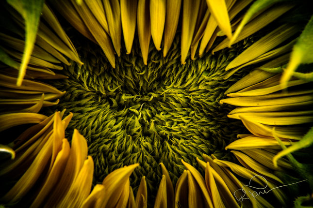 Sleeping sunflower