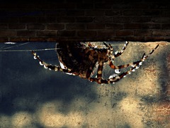 spider