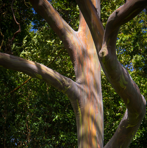 rainbow eucalyptus