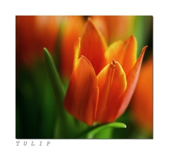 Tulip