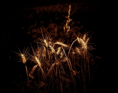 Golden Field