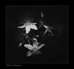 Yellow Flowers
