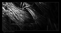 Lights in the dark