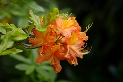 Arborétum