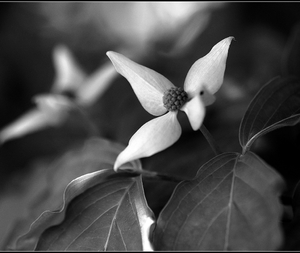 Biely kvet III
