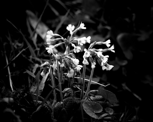 Primula  BW