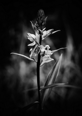 BW  World