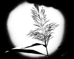 Tam za vodou v rákosí ...