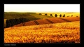 Golden fields