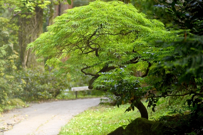 Arborétum