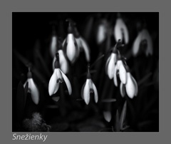 Snežienky