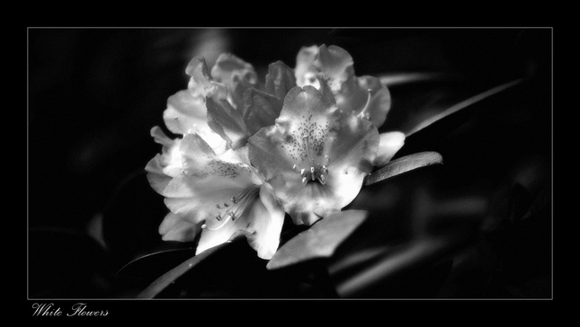 White Flowers