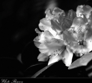 White Flowers