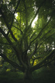 Ginkgo Biloba