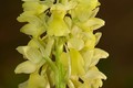 Orchidey Bielych Karpát I. - Vstavač bledý
