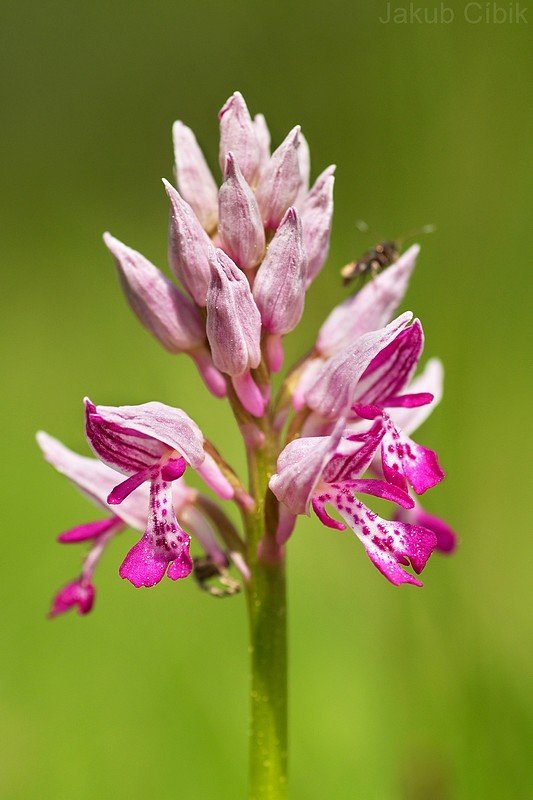 Orchidey Bielych Karpát II. - Vstavač vojenský