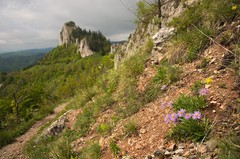 Vršatská astrová...