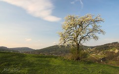 Rozkvitnutá čerešňa