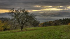 Stará jabloň na Salaši