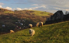 Podvečerná pastva v Lednici